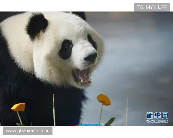 熊猫体育试玩中常见操作技巧分享，让你轻松应对各种比赛挑战